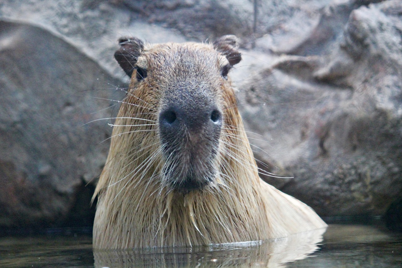 100 Kostenlose Capybara Und Natur Bilder Pixabay