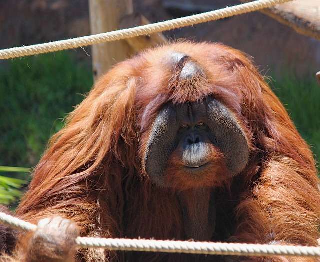 Free Orangutan Primate photo and picture