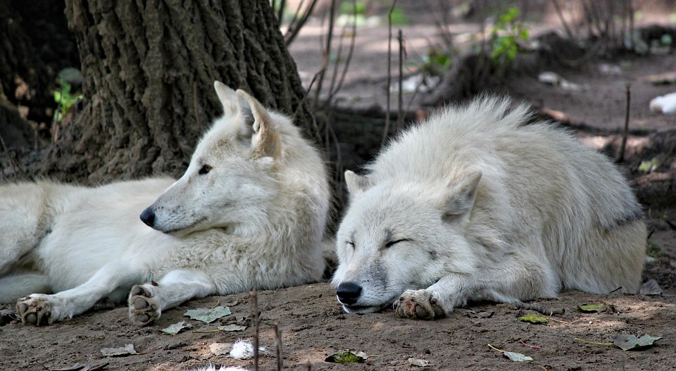 Les Loups De Larctique Blancs Une Photo Gratuite Sur Pixabay - 