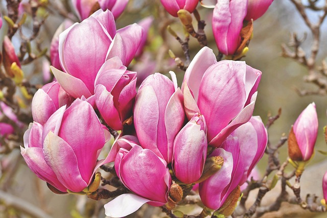 magnolia, magnolia tree, blooming, magnolia family, magnolia flower, blossoms, pink, spring bloomers, bud, bloom, plant, spring, nature, tree, magnolia, magnolia, magnolia, magnolia, magnolia, magnolia flower