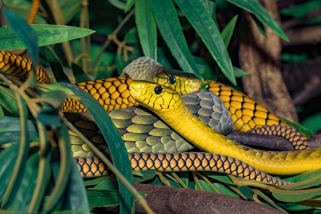 Download free HD stock image of Line Venomous Snake Free Line Venomous Snake photo and picture