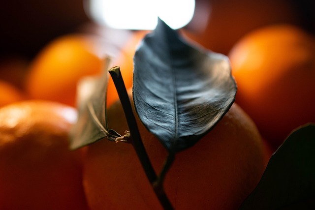 Free Orange Fruit photo and picture