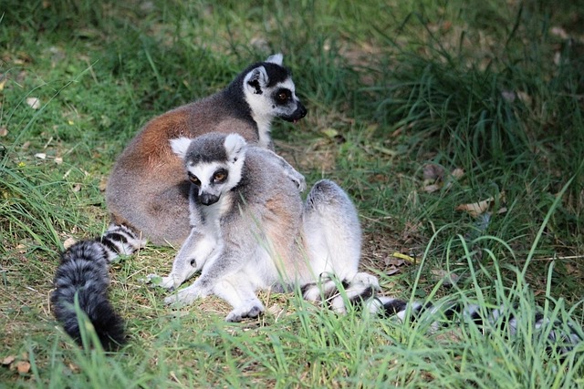 Lemur, Dyr, Natur, Pattedyr, Få, Hale