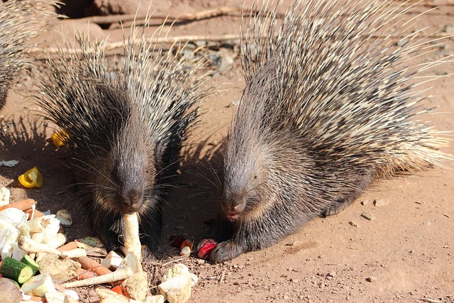 Porcupine, Dyr, Pattedyr, Natur, Vild