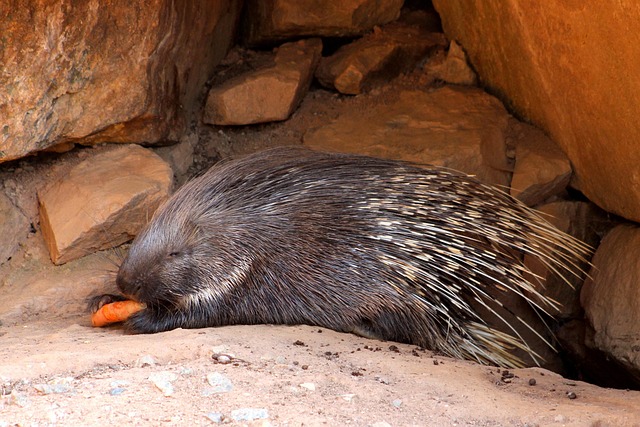 Porcupine, Dyr, Pattedyr, Natur, Vild