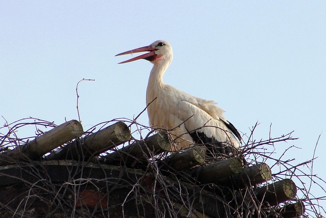 Stork, Hvid, Fugl, Natur, Fjer, Vand