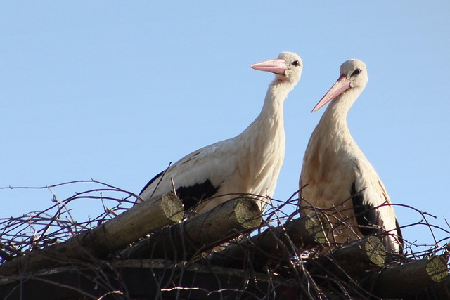 Stork, Hvid, Fugl, Natur, Fjer, Vand