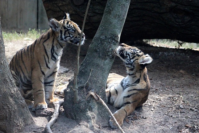 En Tiger, Sumatra, Hvalp, Dyr, Kat