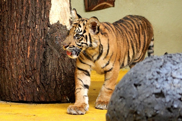 En Tiger, Sumatra, Hvalp, Dyr, Kæledyr