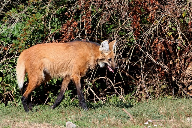 Ulv, Lions, Rovdyr, Kødædende, Godt