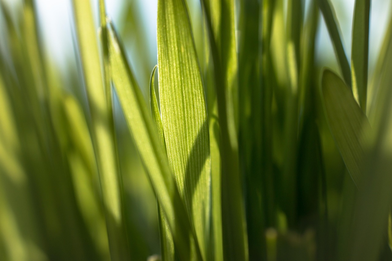 Wheatgrass - free online jigsaw puzzle photo