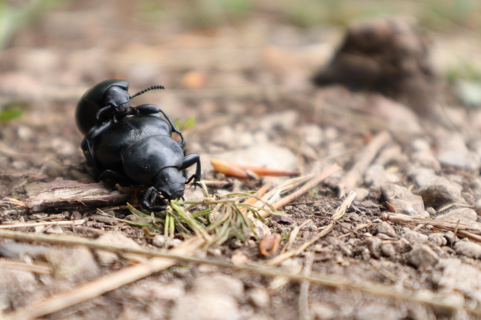 Bugs Insectes Nature - Photo gratuite sur Pixabay - Pixabay