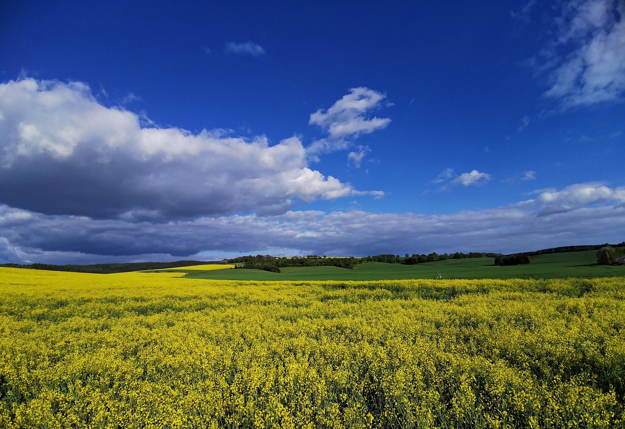 Landscape Oilseed Rape Extensive - Free photo on Pixabay - Pixabay
