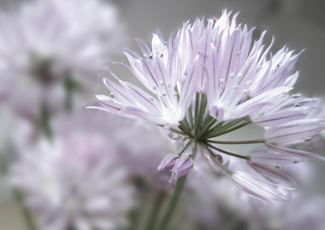 韭菜 开花 自然 - Pixabay上的免费照片 - Pixabay