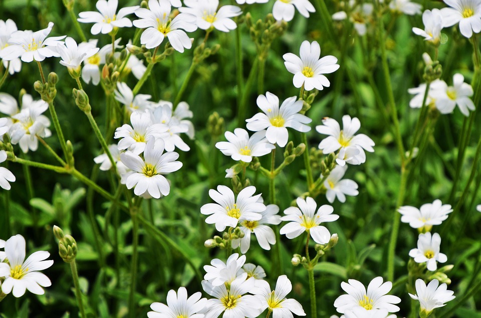 蜂蜜花花白 Pixabay上的免费照片