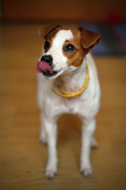 Free Dog Jack Russell Terier photo and picture