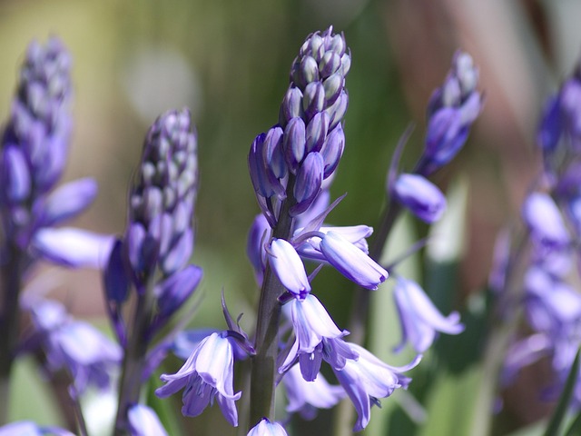 Free Spring Bluebells photo and picture