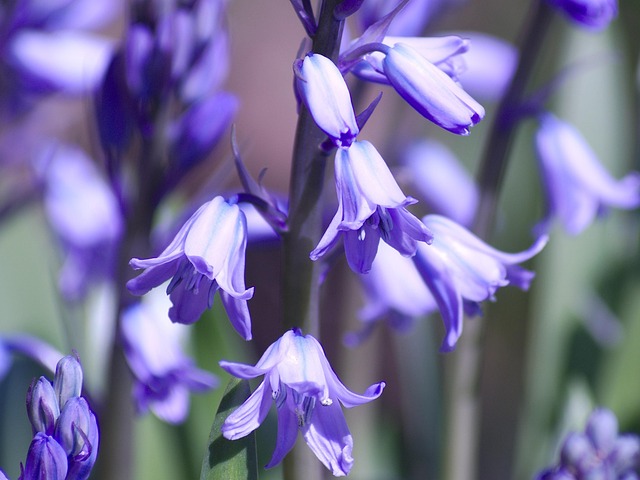Free Spring Flower Wallpaper photo and picture