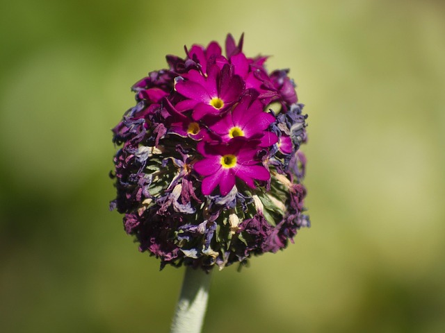 Free Spring Drumstick Primrose photo and picture