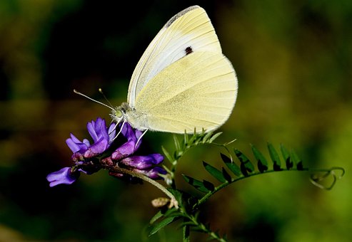 Free Nature Butterfly photo and picture