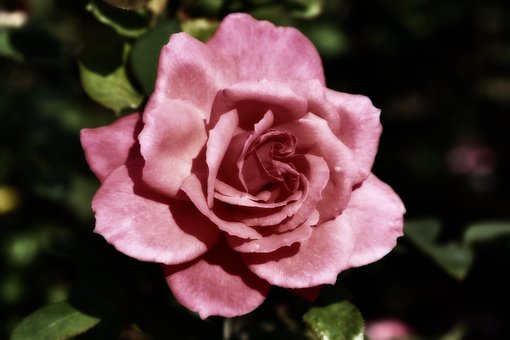 Free Pink Flower photo and picture