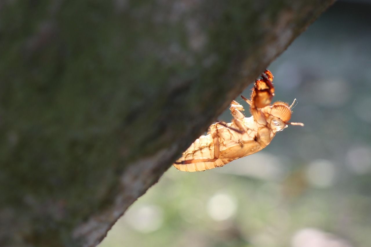 300개 이상 무료 매미 및 곤충 사진 - Pixabay
