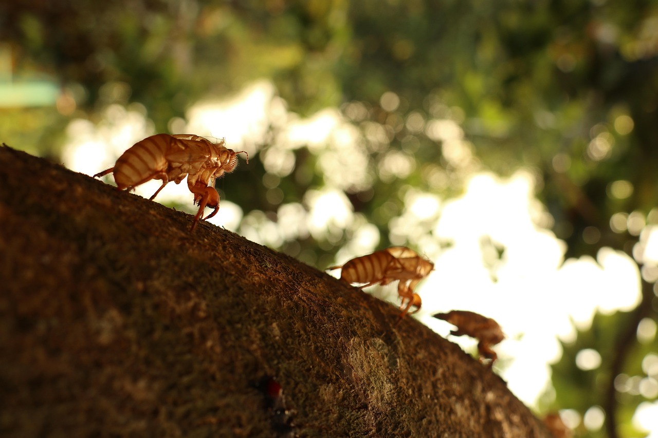 Uncover - free online jigsaw puzzle photo