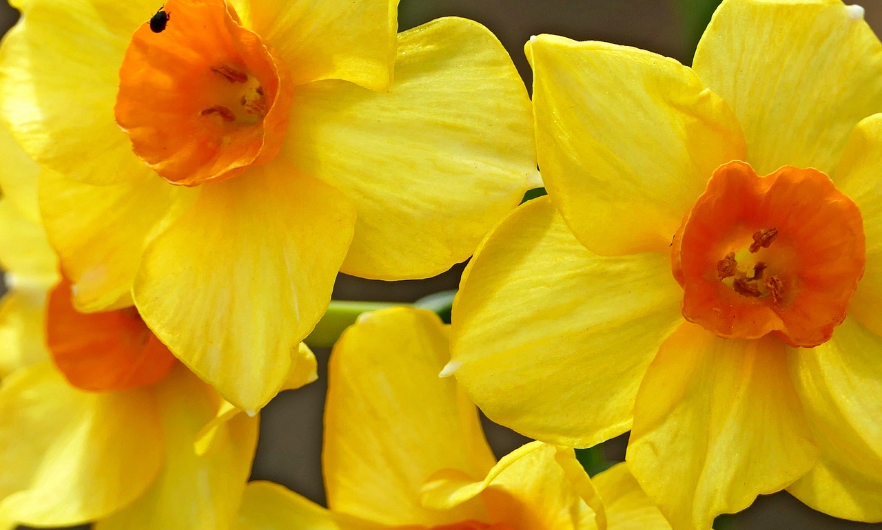 Nature - free online jigsaw puzzle photo
