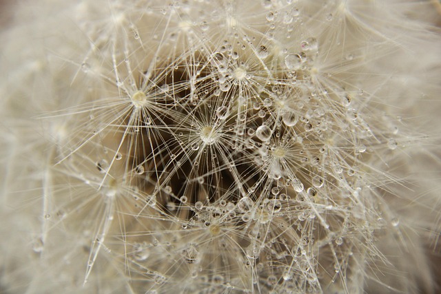 Dandelion, Nahaufnahme, Wiese