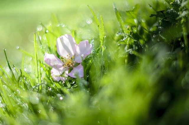 Free Almond Flower Australia photo and picture