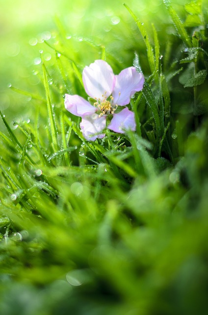Free Almond Flower Flower Background photo and picture