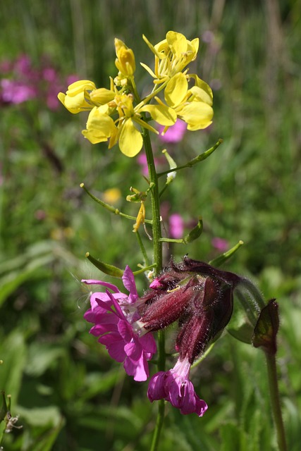 Free Flower Nature photo and picture