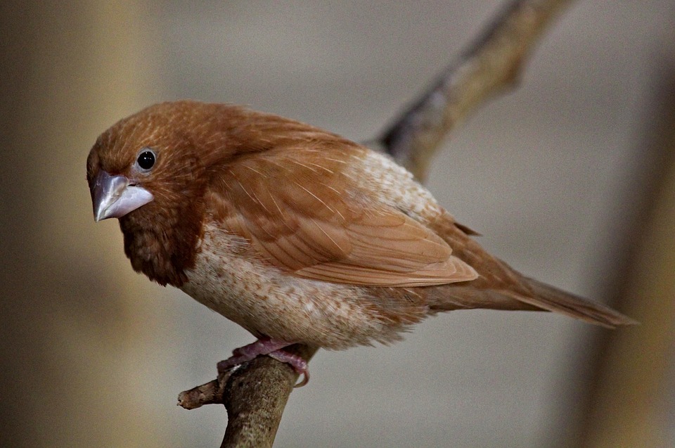 66+ Gambar Binatang Burung Pipit HD Terbaik