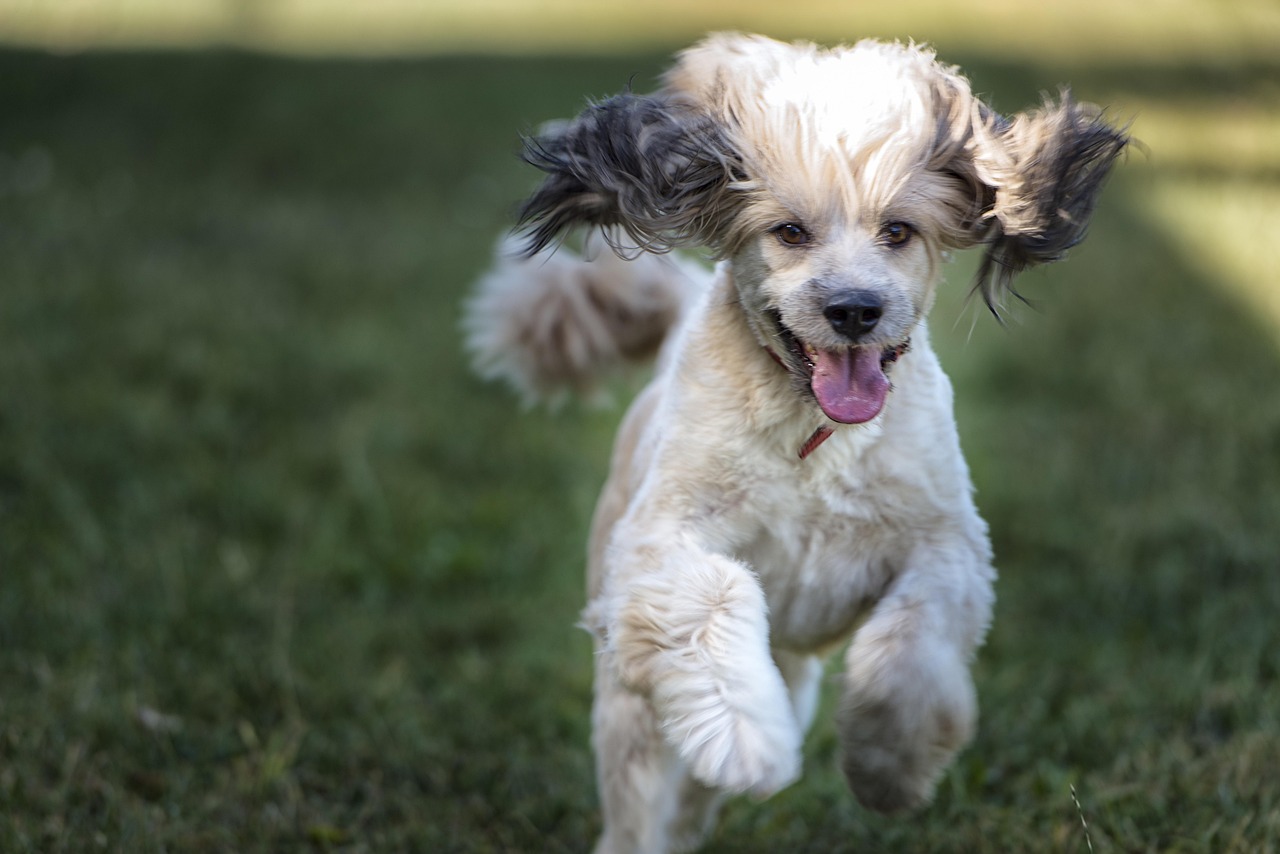 The Dog - free online jigsaw puzzle photo
