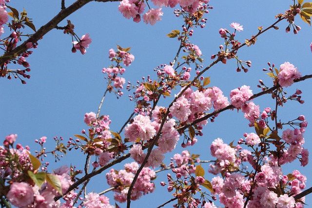 Natur, Kirschblüten, Blüte, Rosa, Zweig
