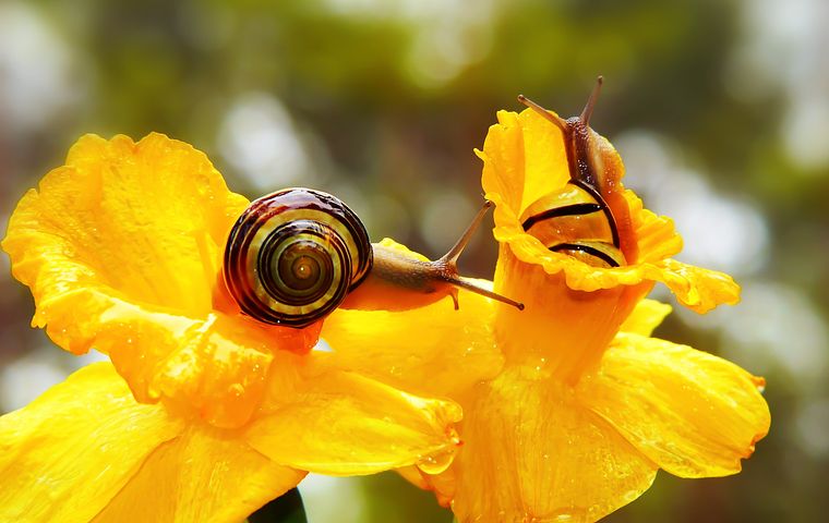  Biologie Fotos - Kostenlose Bilder Downloads - Pixabay Bildidee 
