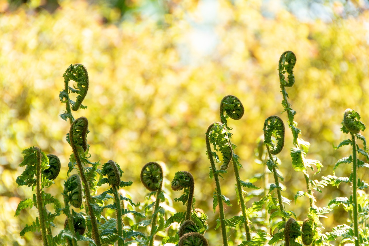 Fern Spring Grows - Free photo on Pixabay