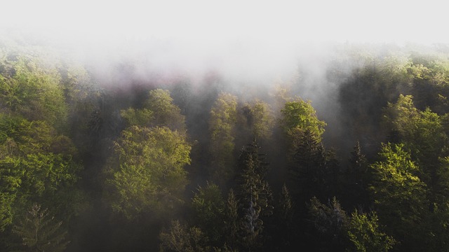 Free Forest Trees photo and picture