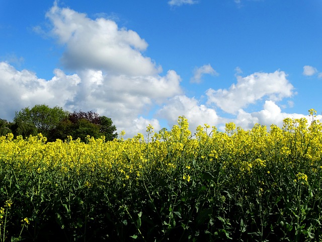 Free Field Of Rapeseeds Oilseed Rape photo and picture