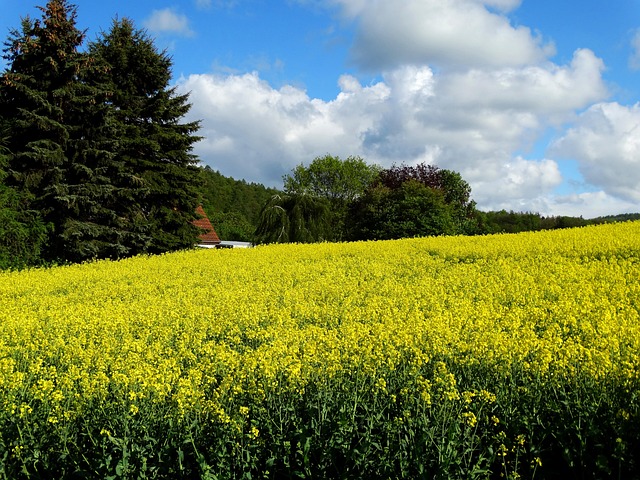 Free Field Of Rapeseeds Oilseed Rape photo and picture