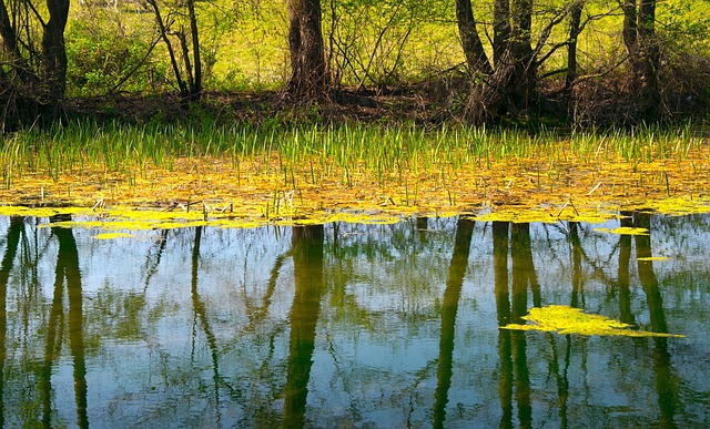 Free Pond Lake photo and picture