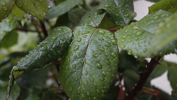 Free Sheets Rosebush photo and picture