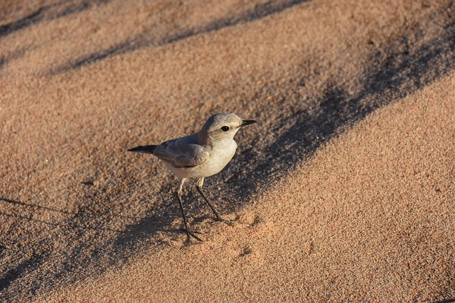Ørken, Natur, Namibia, Fugl
