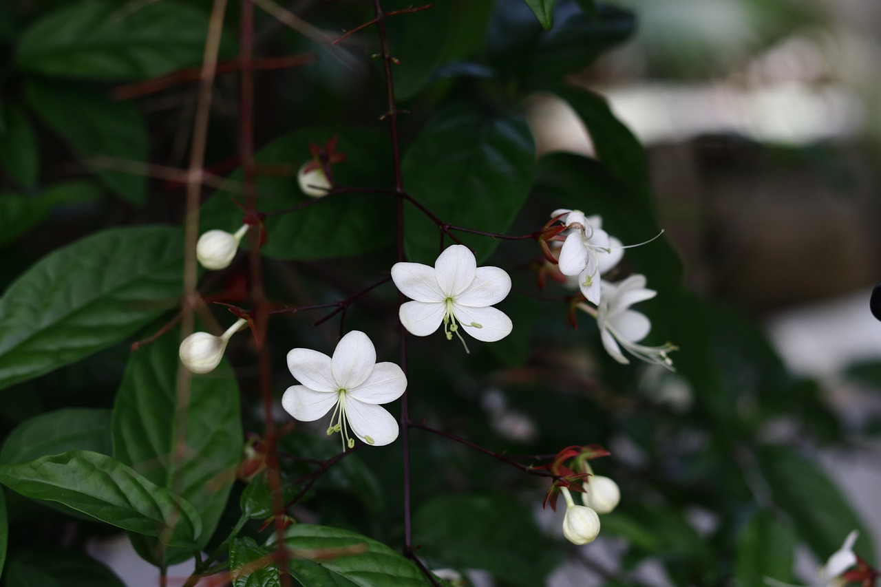 珍珠珠 花 花白 - Pixabay上的免费照片 - Pixabay