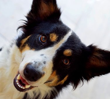 Hund, Kopf, Augen, Haustier