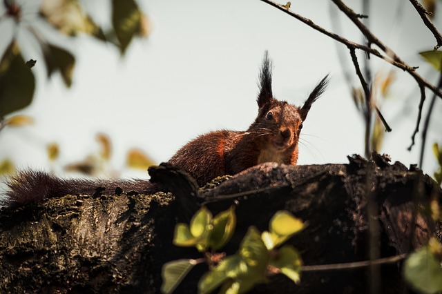 Free Wildlife Wild photo and picture