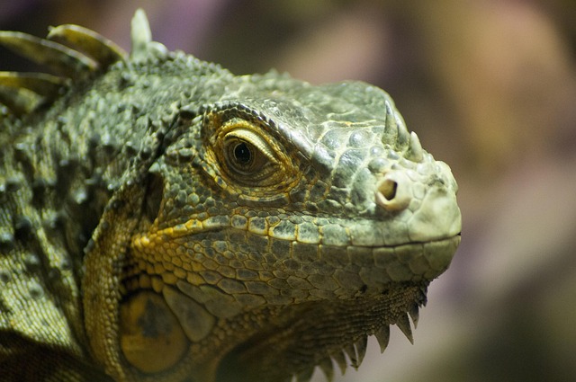 Iguana, Lagarto, Dragão, Exóticas