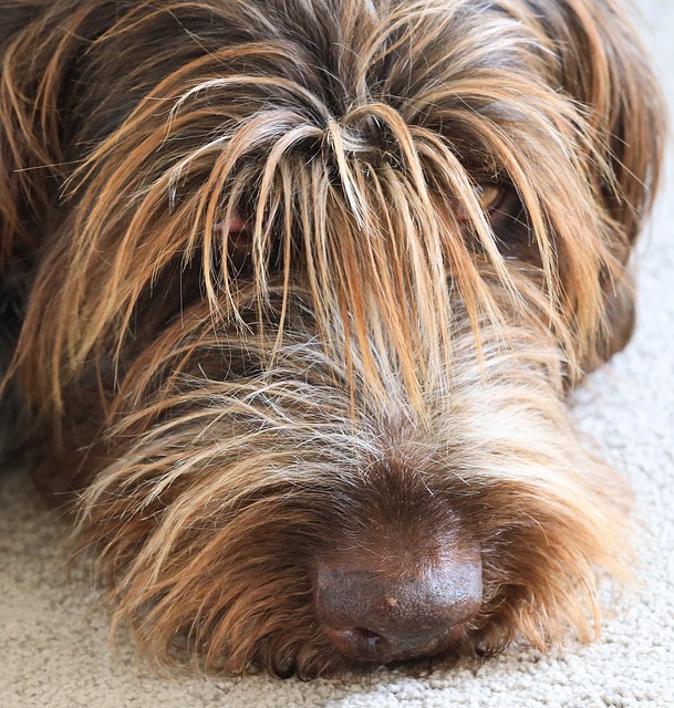 Free Female Dog Wirehaired photo and picture