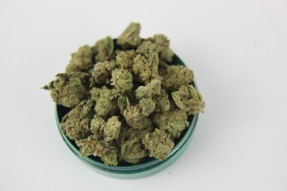 cómo manicurar tus plantas de marihuana cómo manicurar tus plantas de marihuana