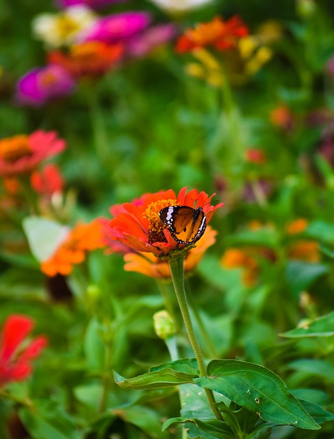 Free Flower Butterflies photo and picture